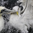 Gannets